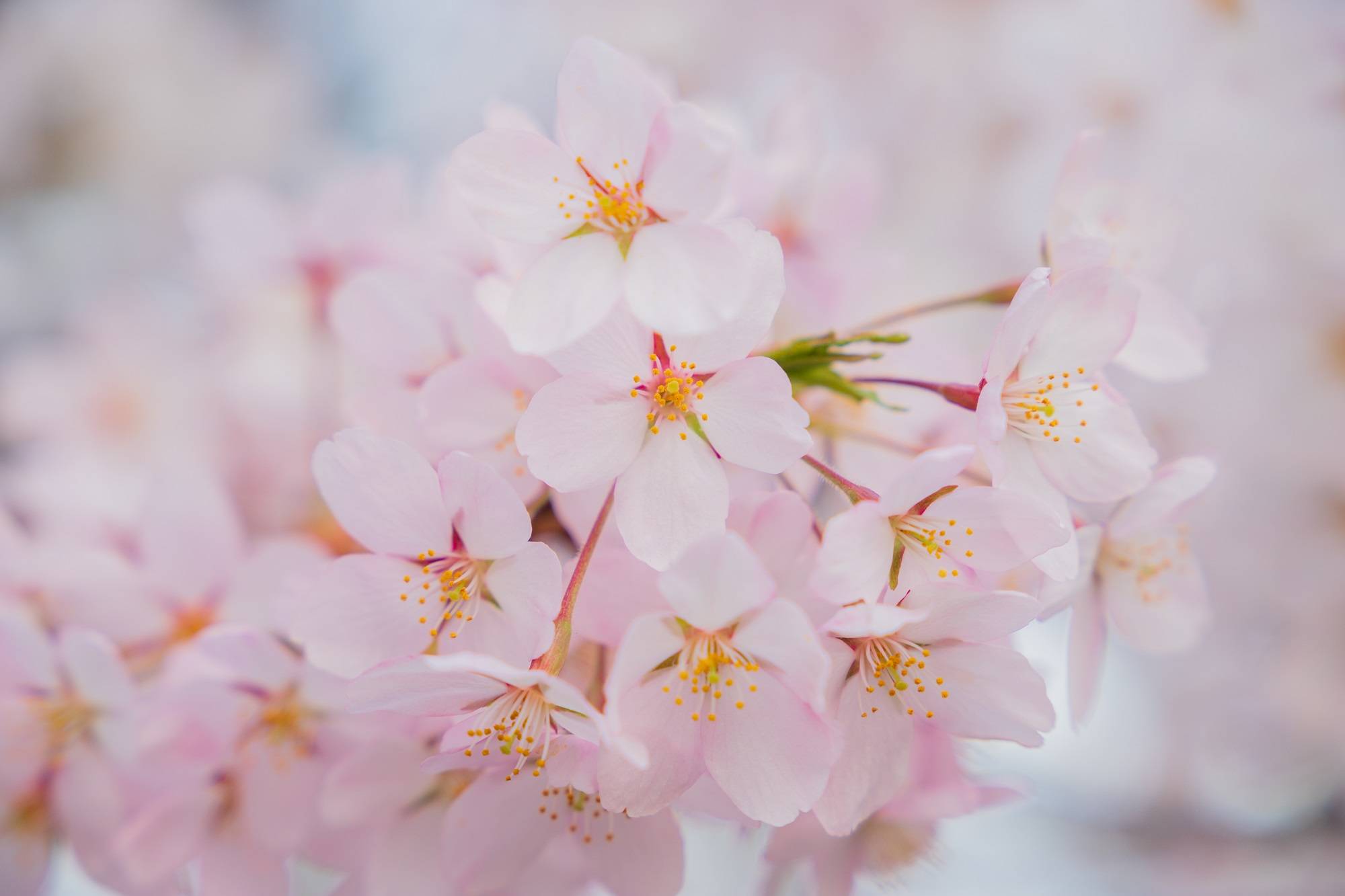 Cerisiers en fleurs au Japon